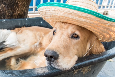 Cooling Down in the Dog Days of Summer